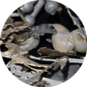 DentalLab_125x1252