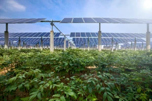 Vegetables grown under silver-based solar photovoltaic panels