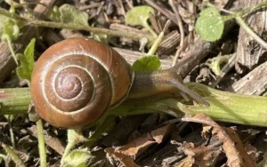 A snail in Tacony Creek Park in Philadelphia, PA
